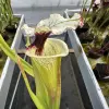 Sarracenia x (Sxm54 x Legacy) clone A blurred
