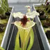 Sarracenia x (Sxm54 x Legacy) clone A blurred