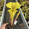 Sarracenia flava ornata, red spotted leaves blurred