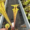 Sarracenia flava ornata, red spotted leaves blurred