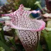 Sarracenia leucophylla, large pink lipped blurred