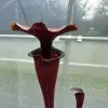 Sarracenia flava rubricorpora DC blurred