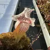 Sarracenia × mitchelliana white blurred