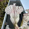 Sarracenia x "Lighting Thief " blurred