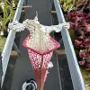 Sarracenia leucophylla, (HCW clone F x 'Dionne') blurred