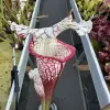 Sarracenia leucophylla, (HCW clone F x 'Dionne') blurred