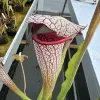 Sarracenia x "Quicksilver" blurred