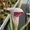 Sarracenia x "Quicksilver" blurred