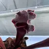 Sarracenia x "Silver lining" blurred