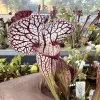 Sarracenia x "Sidewinder" blurred