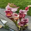 Sarracenia x "Astraeus" blurred
