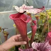 Sarracenia x "Astraeus" blurred