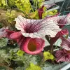 Sarracenia x "Astraeus" blurred