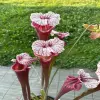 Sarracenia x "Astraeus" blurred