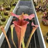 Sarracenia x moorei "Watercolors" blurred