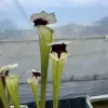Sarracenia moorei "A poraïs" blurred