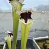 Sarracenia moorei "A poraïs" blurred