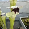 Sarracenia moorei "A poraïs" blurred