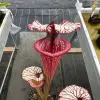 Sarracenia x "Fuchsia Sister" blurred