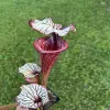Sarracenia x "Fuchsia Sister" blurred