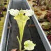 Sarracenia moorei "Citron" blurred