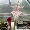 Sarracenia leucophylla "Pink flash" blurred