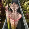 Sarracenia leucophylla 'Bris', lidless blurred