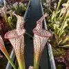 Sarracenia leucophylla 'Bris', lidless blurred