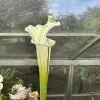 Sarracenia leucophylla var. alba blurred