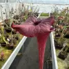 Sarracenia x 'Reptilian Rose' OP blurred