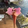 Sarracenia x 'Reptilian Rose' OP blurred
