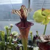 Sarracenia x 'Inspiration' blurred