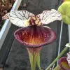 Sarracenia x 'Inspiration' blurred
