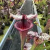 Sarracenia x "Fuchsia" blurred