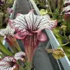 Sarracenia x "Fuchsia" blurred
