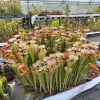 Sarracenia moorei 'Leah Wilkerson' blurred