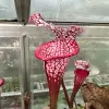 Sarracenia leucophylla "Ruby Joyce" blurred