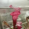 Sarracenia leucophylla "Ruby Joyce" blurred