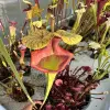 Sarracenia x moorei "Flamehaert" blurred