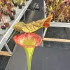 Sarracenia x moorei "Flamehaert" blurred