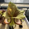 Sarracenia x moorei "Flamehaert" blurred
