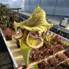 Sarracenia x moorei "Flamehaert" blurred