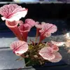 Sarracenia x 'Pink Champagne' blurred