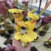 Sarracenia x moorei 'Dunes' blurred
