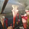 Sarracenia leucophylla var. alba, pink blurred