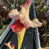 Sarracenia x "Steel Panther" blurred