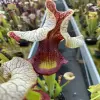 Sarracenia x "Steel Panther" blurred