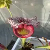 Sarracenia x moorei "Caitrin Claire" blurred