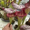 Sarracenia x moorei "Caitrin Claire" blurred