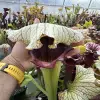 Sarracenia x "Crocodile" blurred
